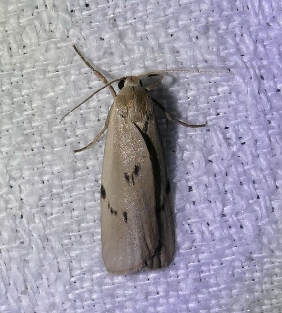 Pelosia muscerda - hamvas zuzmószövő