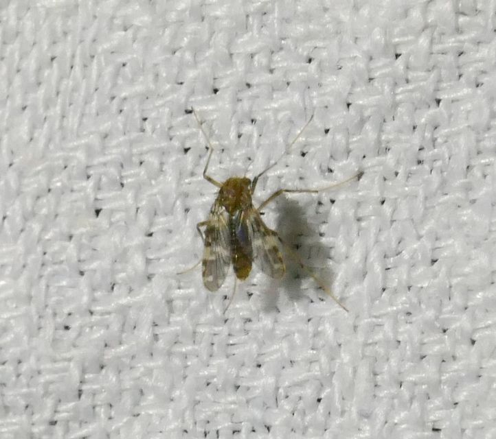 Tanypodinae