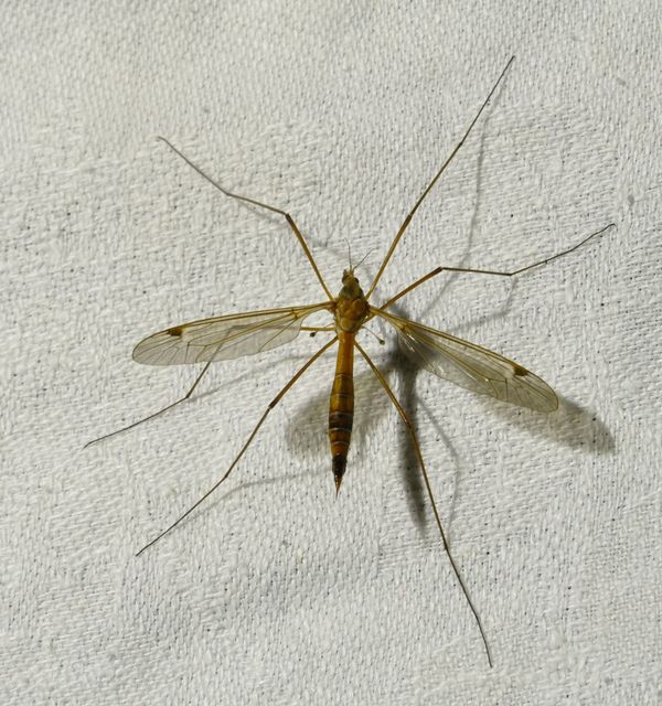 Tipula