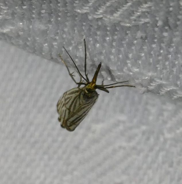 Chrysocramboides craterella - rácsos fűgyökérmoly