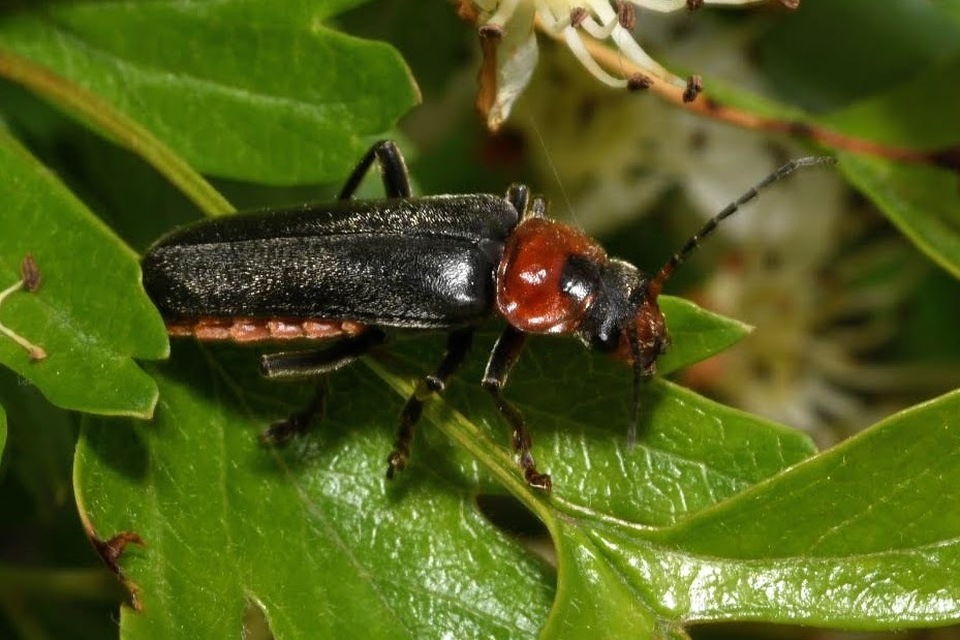 Cantharis fusca - közönséges lágybogár