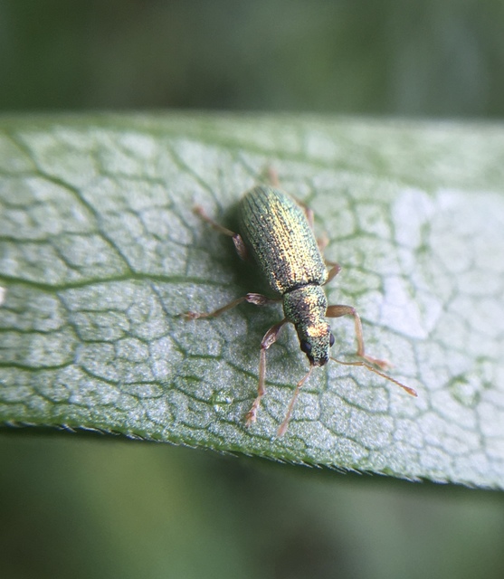 Polydrusus pterygomalis - púposfejű lombormányos
