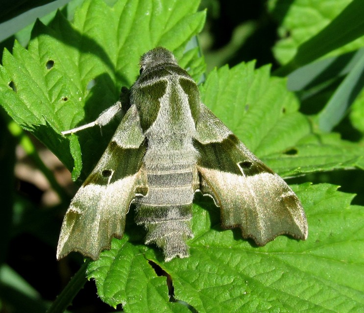 Proserpinus proserpina - törpeszender