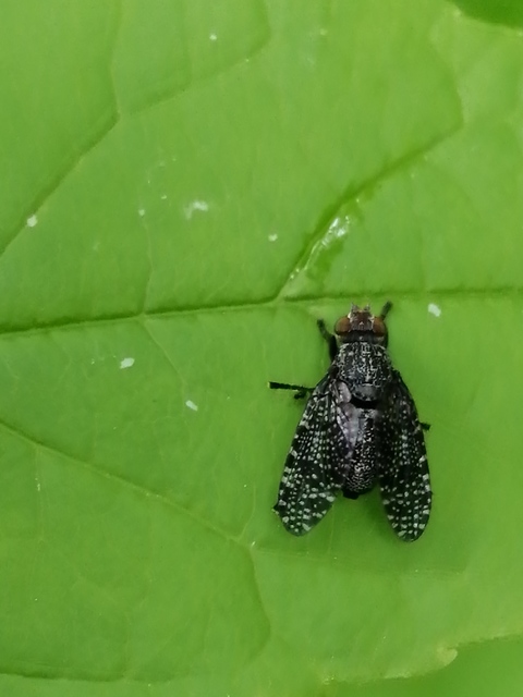 Platystoma seminationis