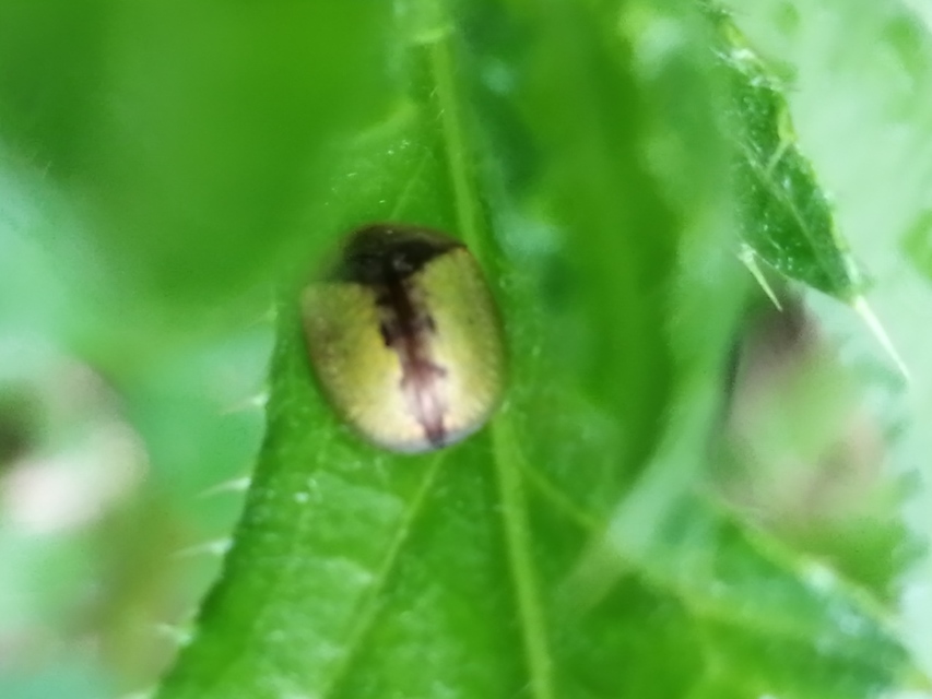 Cassida vibex - szőrös pajzsbogár
