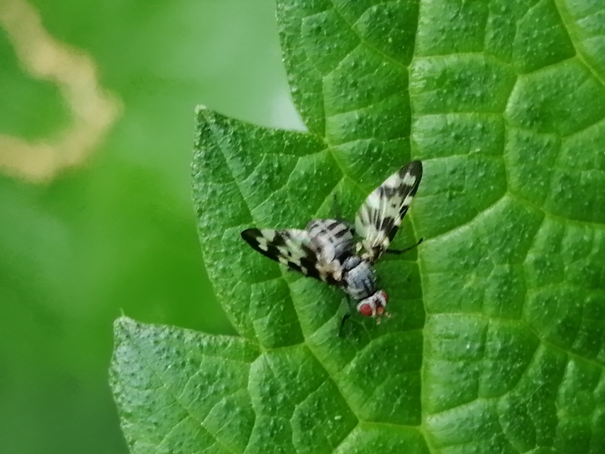 Otites centralis/guttata