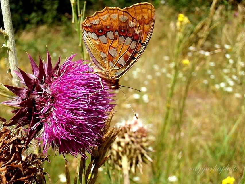 Argynnis adippe - ezüstös gyöngyházlepke
