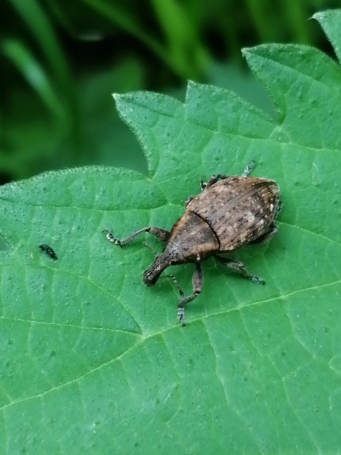Lepyrus capucinus - pettyes fűzormányos