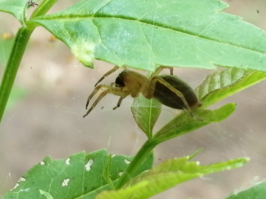 Clubiona