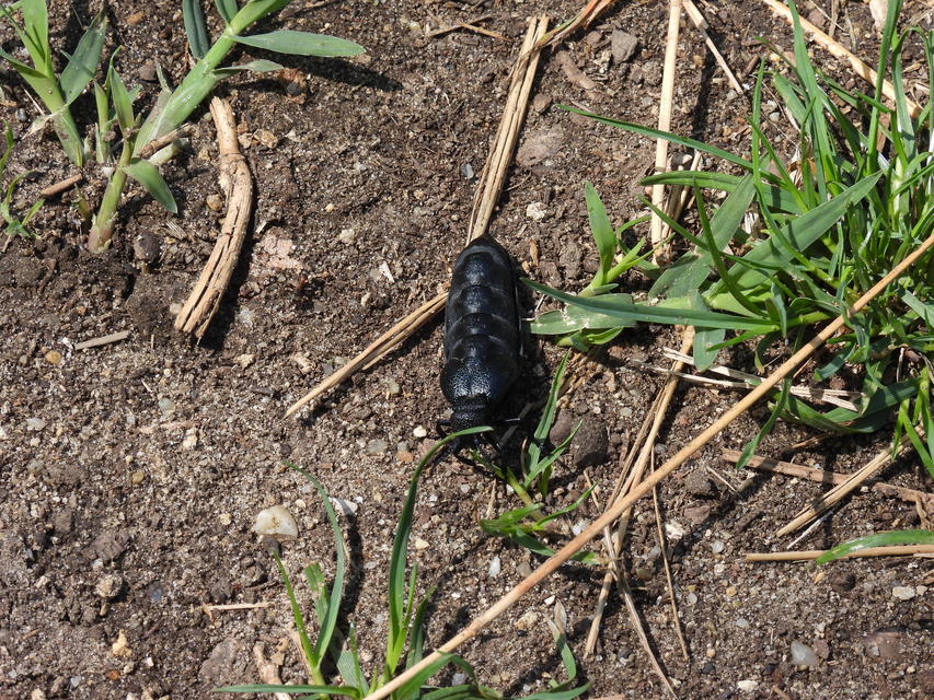 Meloe cicatricosus - óriásnünüke