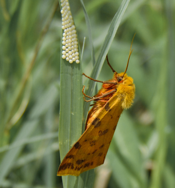 Rhyparia purpurata - bíborszínű medvelepke