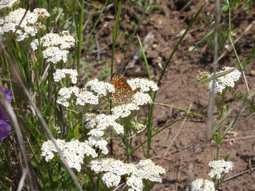 Melitaea trivia - kis tarkalepke