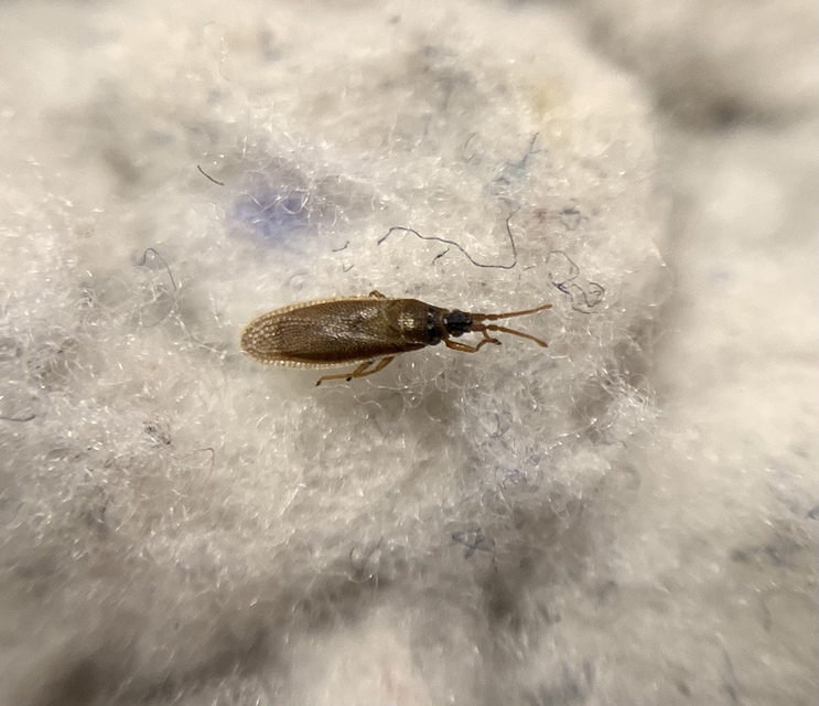 Agramma atricapillum