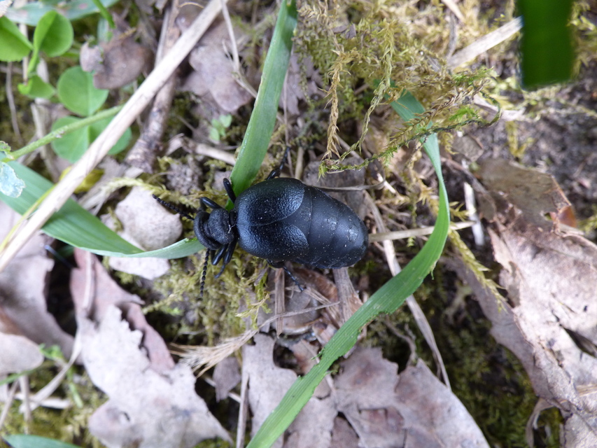 Meloe scabriusculus - érdes nünüke