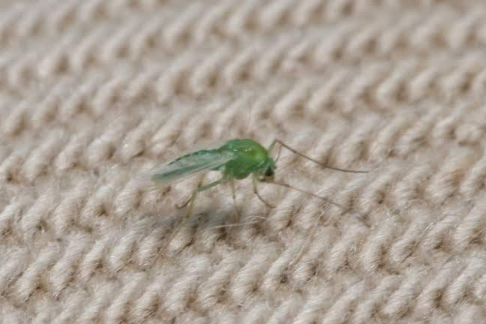 Chironomidae - árvaszúnyogok