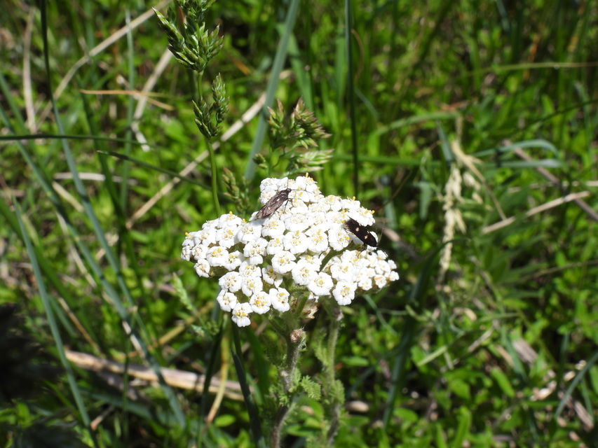 Parascythris muelleri - kétpettyes zöldmoly
