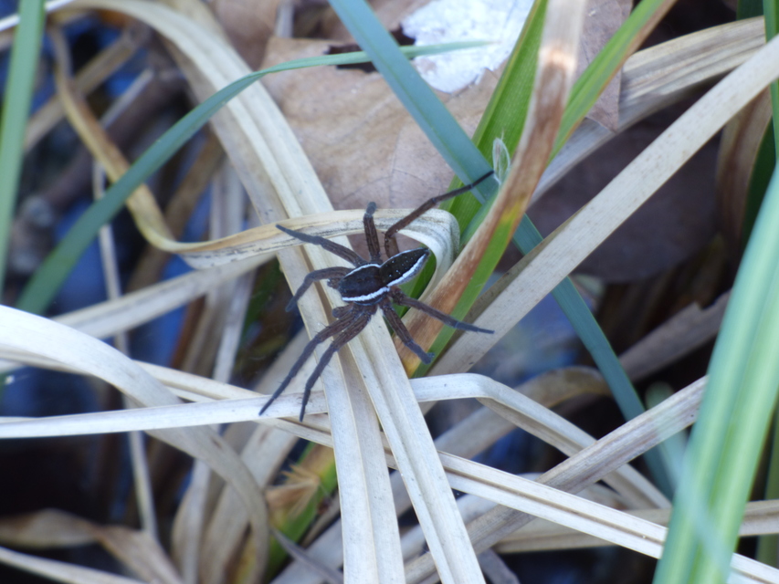 Dolomedes fimbriatus - szegélyes vidrapók