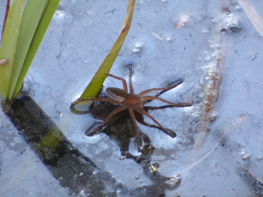 Dolomedes plantarius/fimbriatus