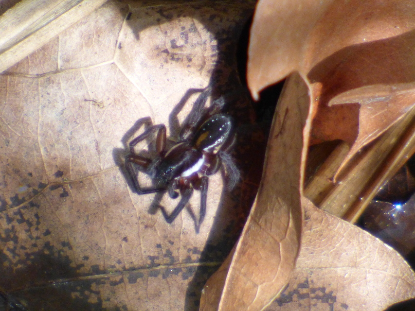 Pirata piscatorius