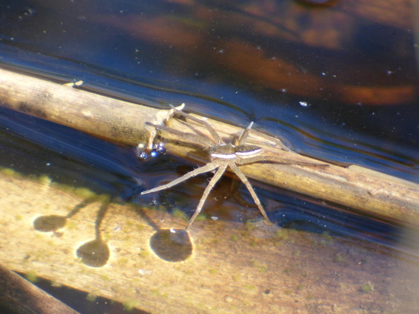 Dolomedes fimbriatus - szegélyes vidrapók