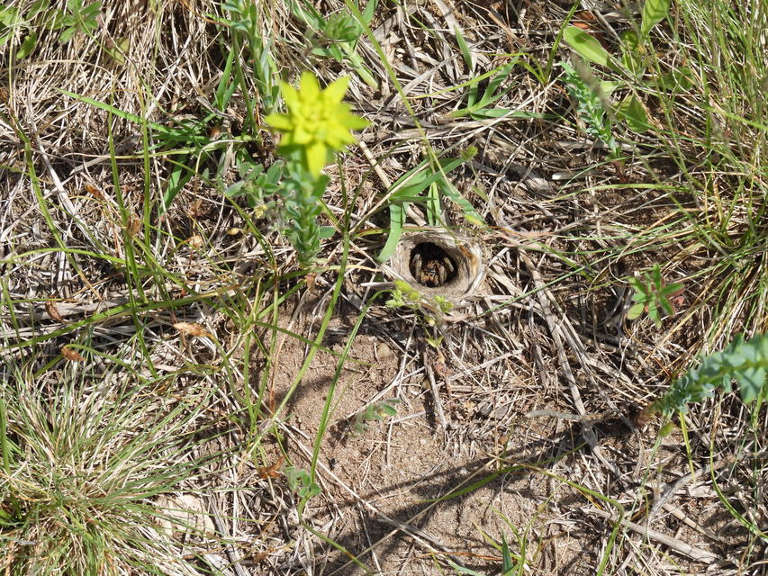 Geolycosa vultuosa - pokoli cselőpók
