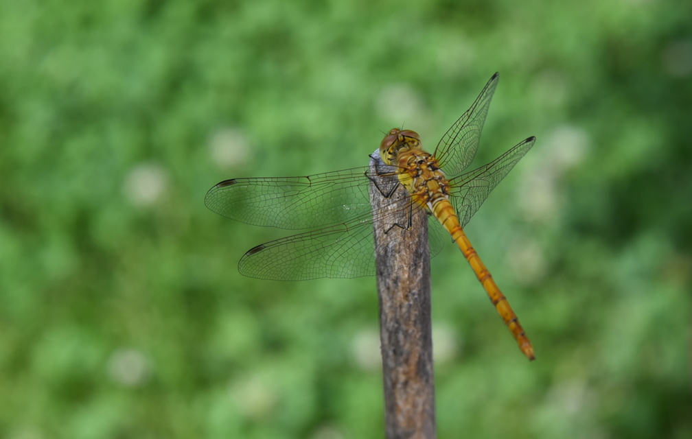 Sympetrum striolatum/vulgatum