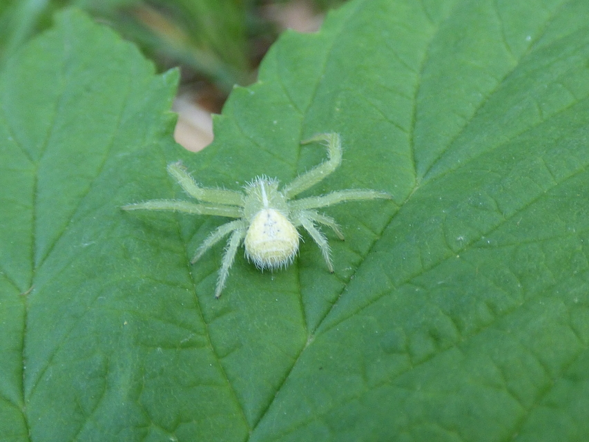 Heriaeus graminicola/hirtus