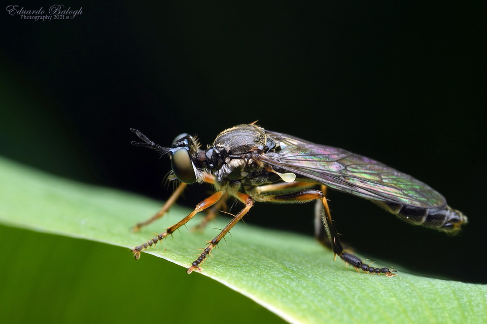 Dioctria