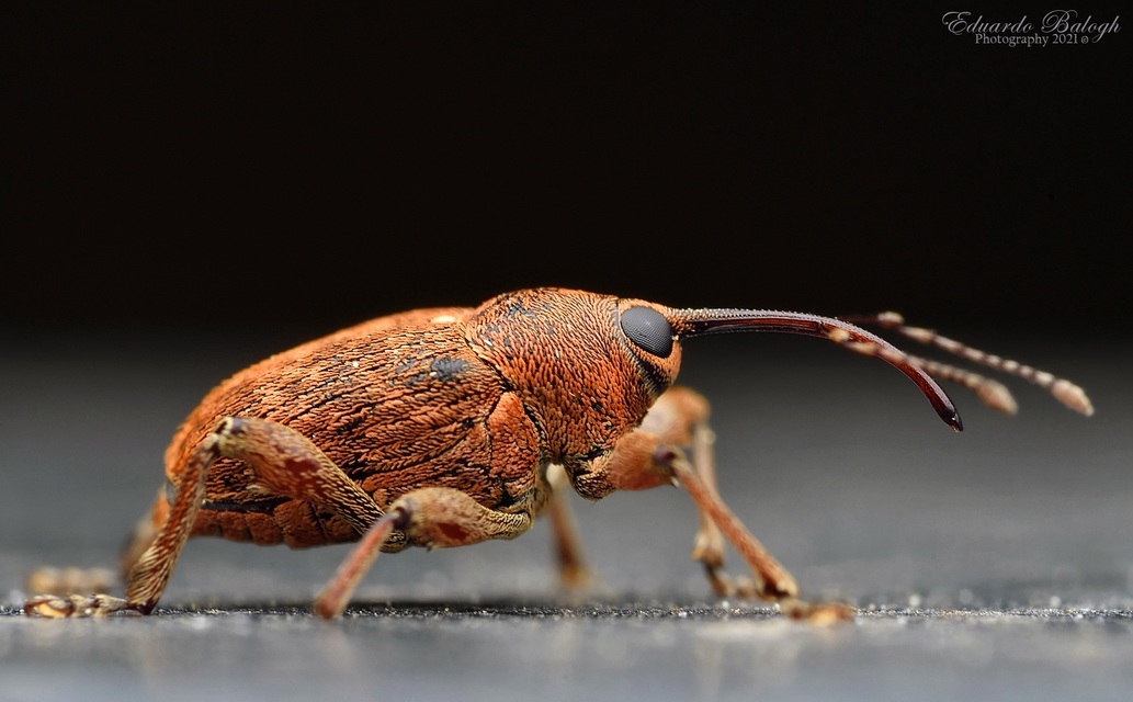 Curculio glandium - tölgymakkzsuzsóka
