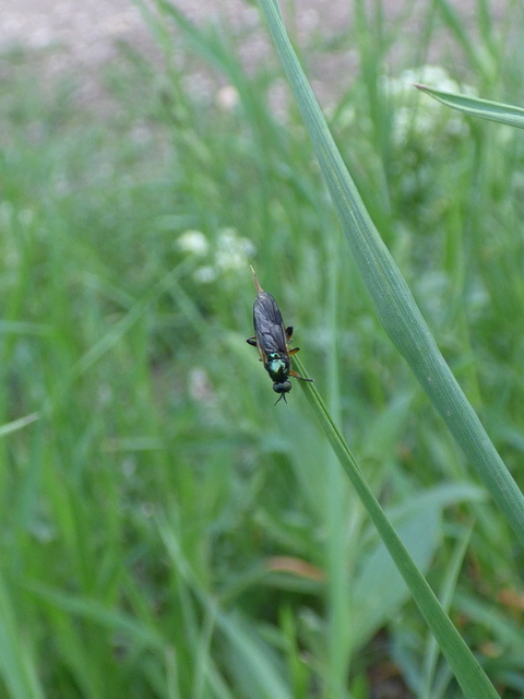 Actina chalybea - csillogó tüskéslégy
