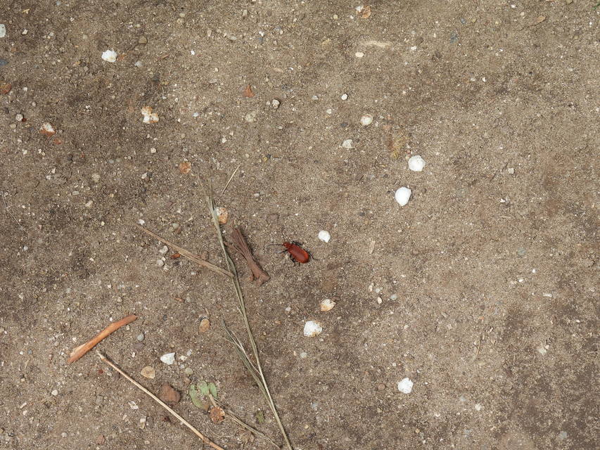 Pyrochroa serraticornis - közép-bíborbogár