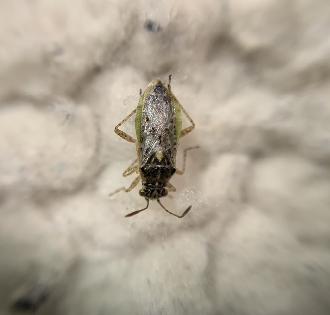 Brachycarenus tigrinus - rövidfejű üvegszárnyú-poloska