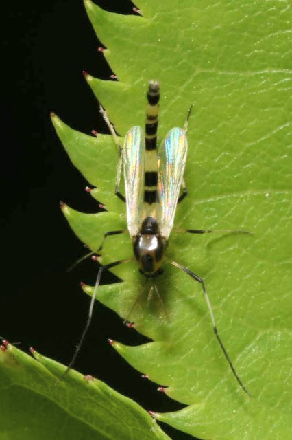 Chironomidae - árvaszúnyogok