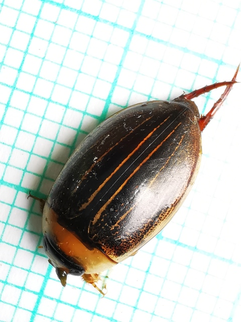 Hydaticus grammicus - déli mocsáricsíkbogár