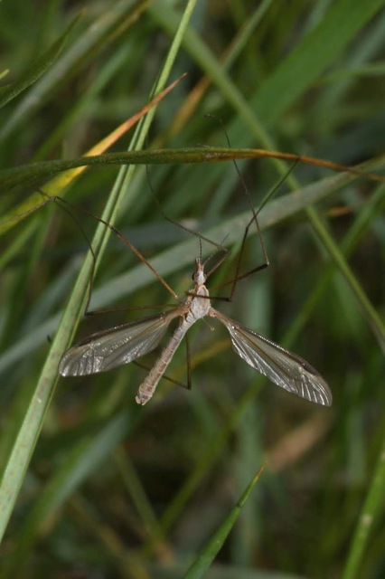 Tipula
