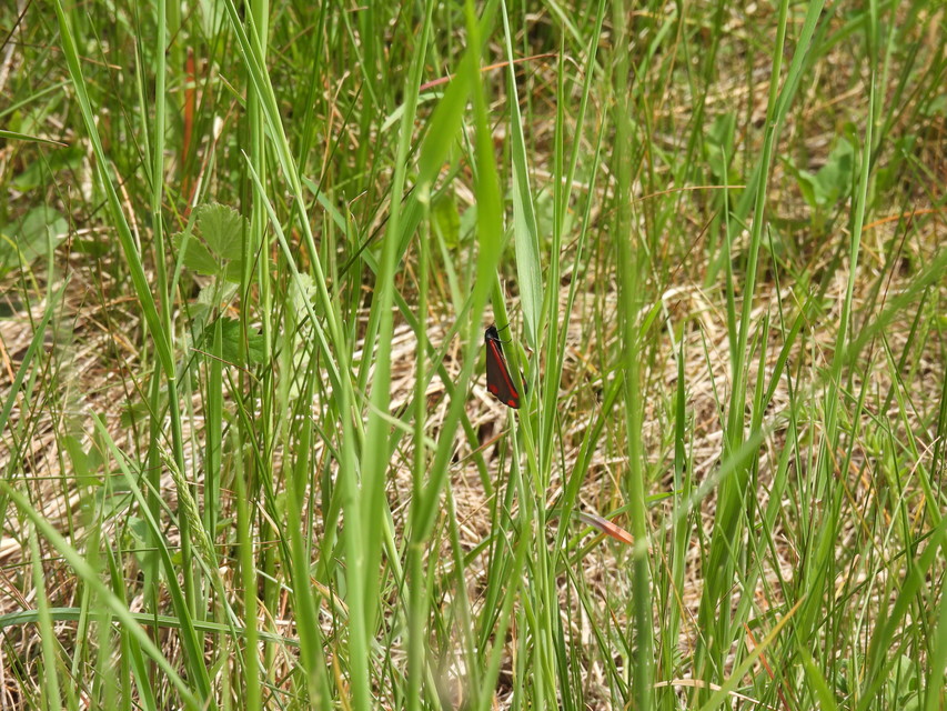 Tyria jacobaeae - jakabfű-medvelepke