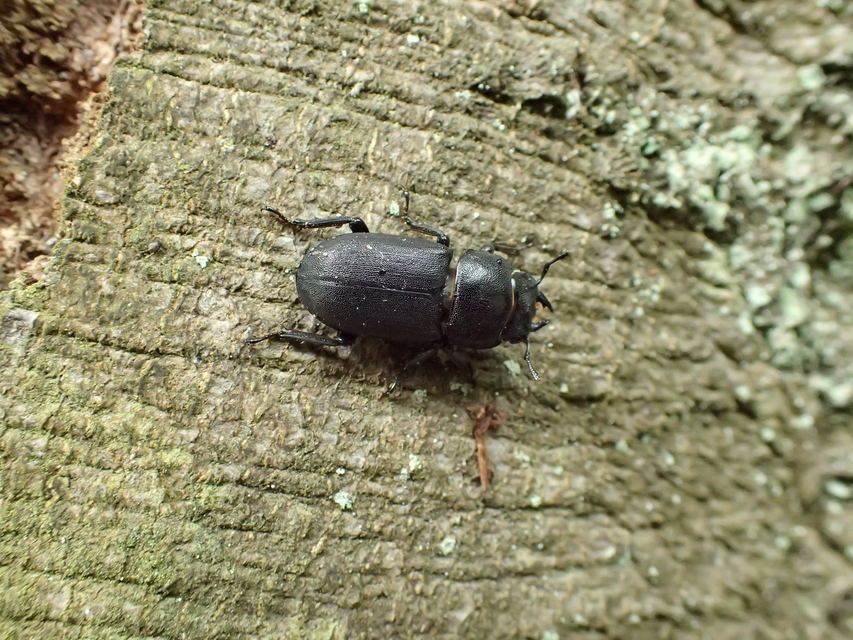 Dorcus parallelipipedus - kis szarvasbogár