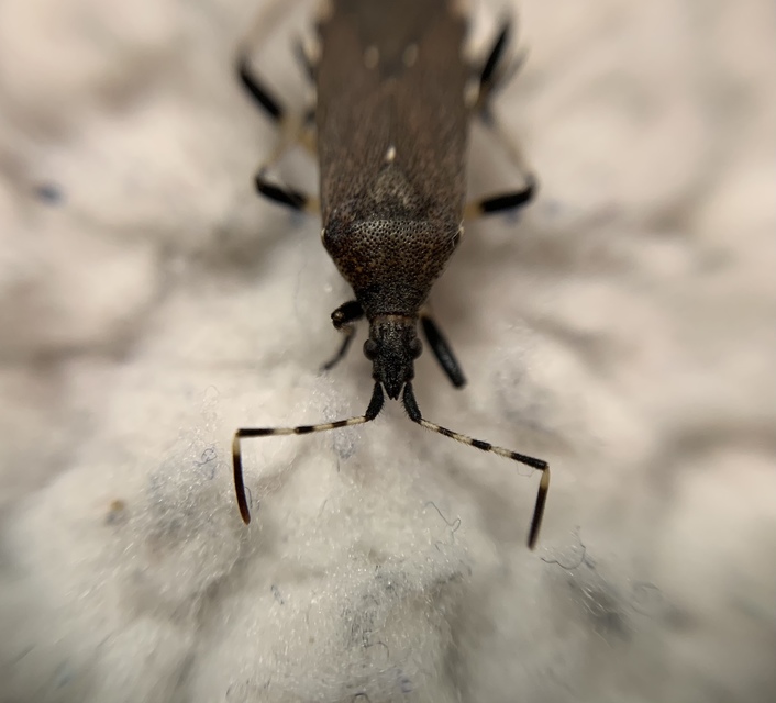 Dicranocephalus albipes - kutyatej-karimáspoloska