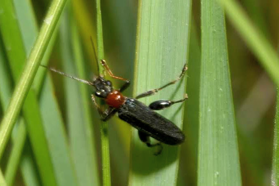 Oedemera croceicollis - pirostorú álcincér