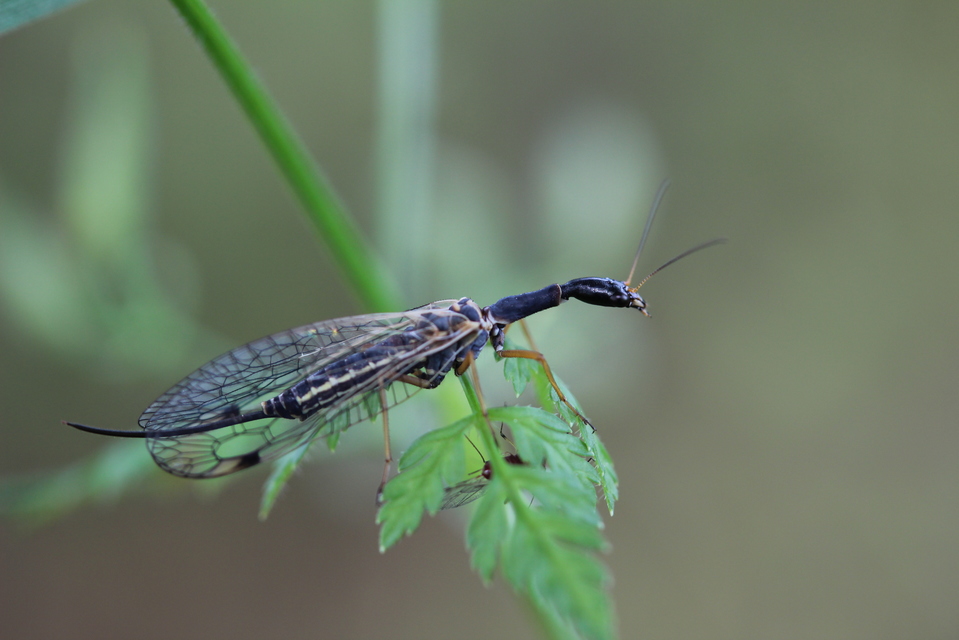Raphidioptera - Tevenyakú-fátyolkák