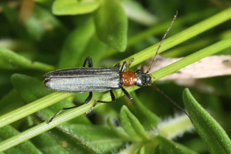 Oedemera croceicollis - pirostorú álcincér