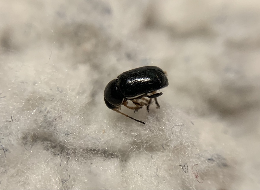 Cryptocephalus bameuli - Bameul-zömökbogár