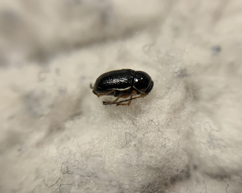 Cryptocephalus bameuli - Bameul-zömökbogár