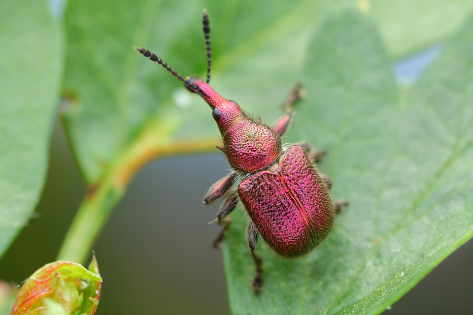 Rhynchites auratus - aranyos eszelény Rhynchites auratus - aranyos eszelény