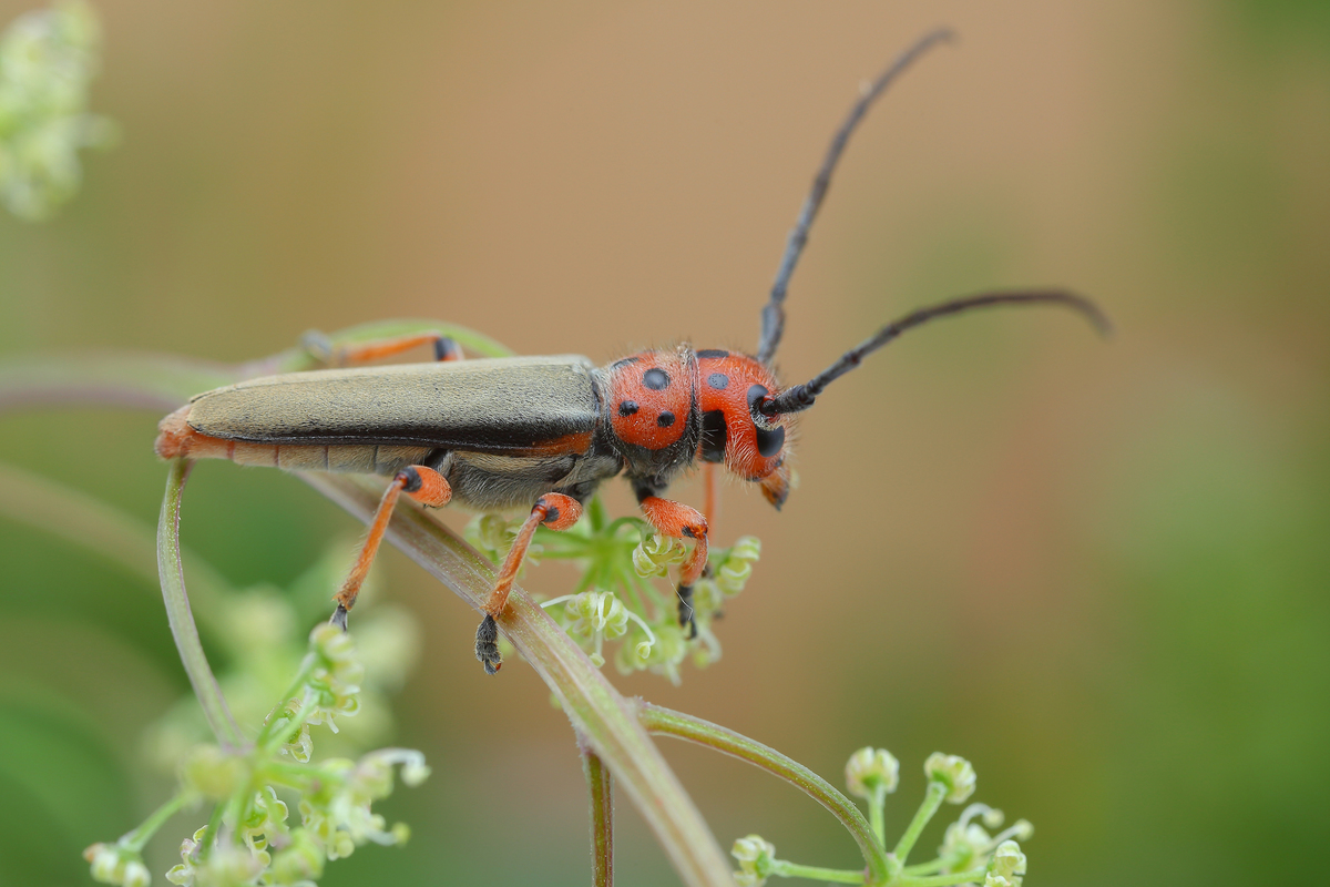 Phytoecia rubropunctata