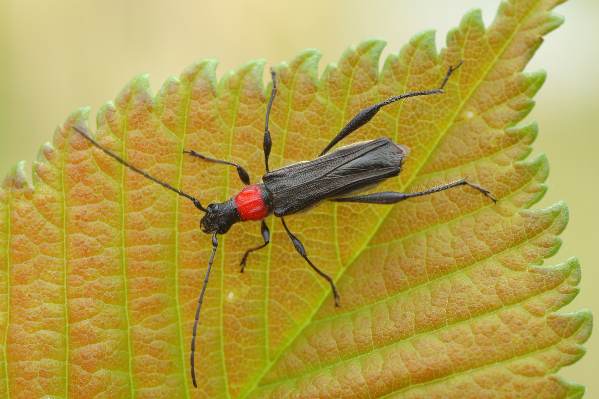 Callimoxys gracilis - frakkos cincér