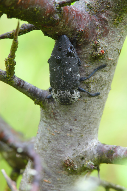 Capnodis tenebrionis - kökény-tükrösdíszbogár