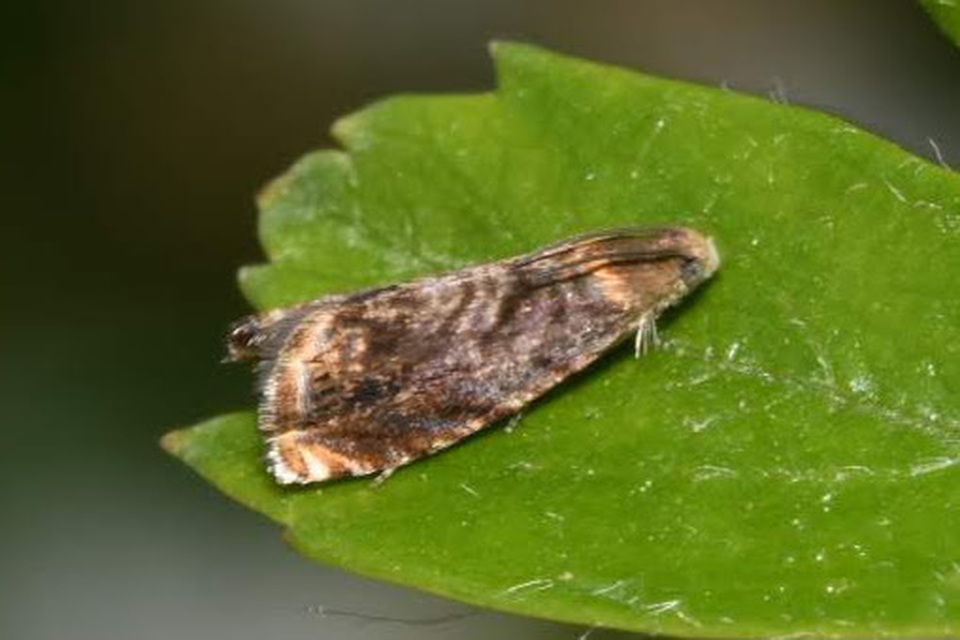 Grapholita janthinana - galagonyabogyó-tükrösmoly