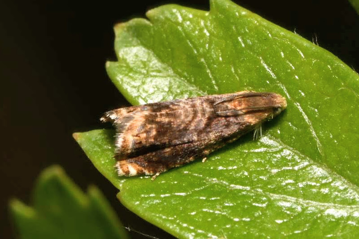 Grapholita janthinana - galagonyabogyó-tükrösmoly