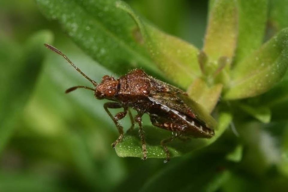 Rhopalus